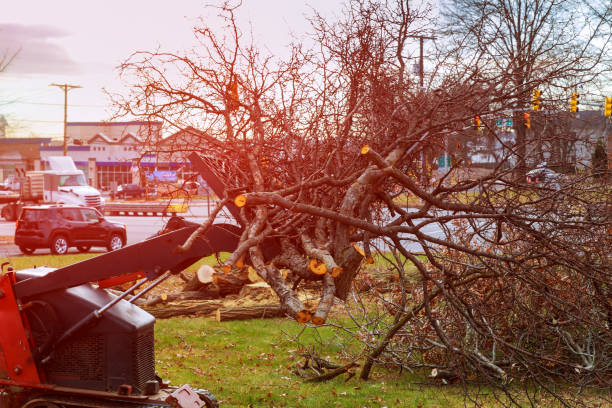 Best Storm Damage Tree Cleanup  in USA